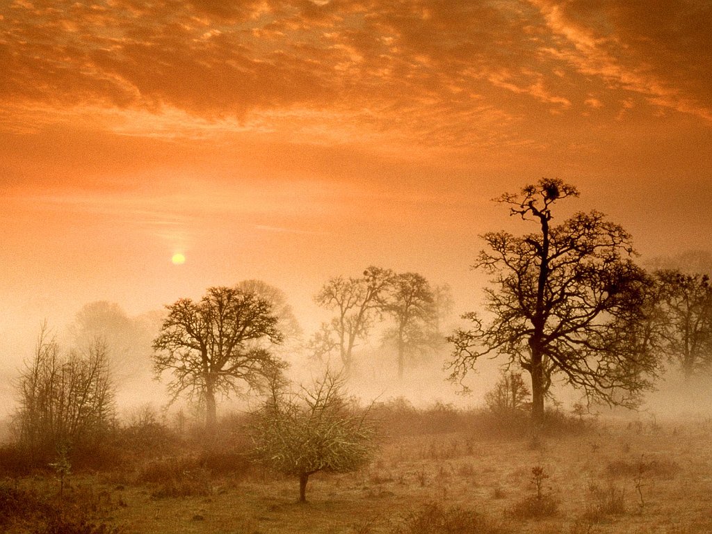 Foggy Meadow Sunrise, Corvallis, Oregon